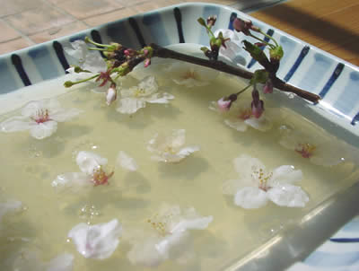 さくらの花 寒天寄せ